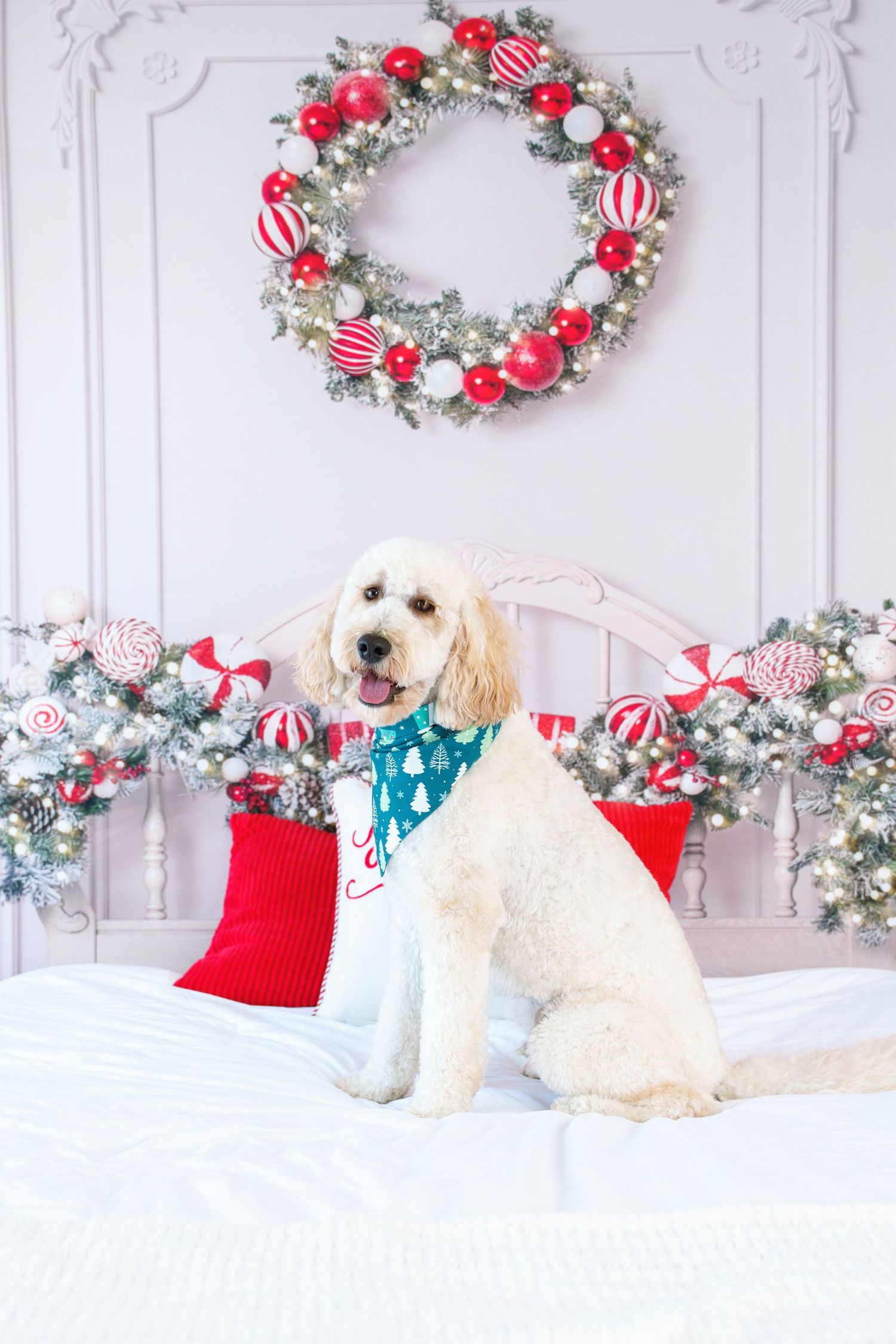 Midland TX Christmas minis peppermit christmas minis photographers midland tx holiday family photos pet christmas minis pet holiday photos