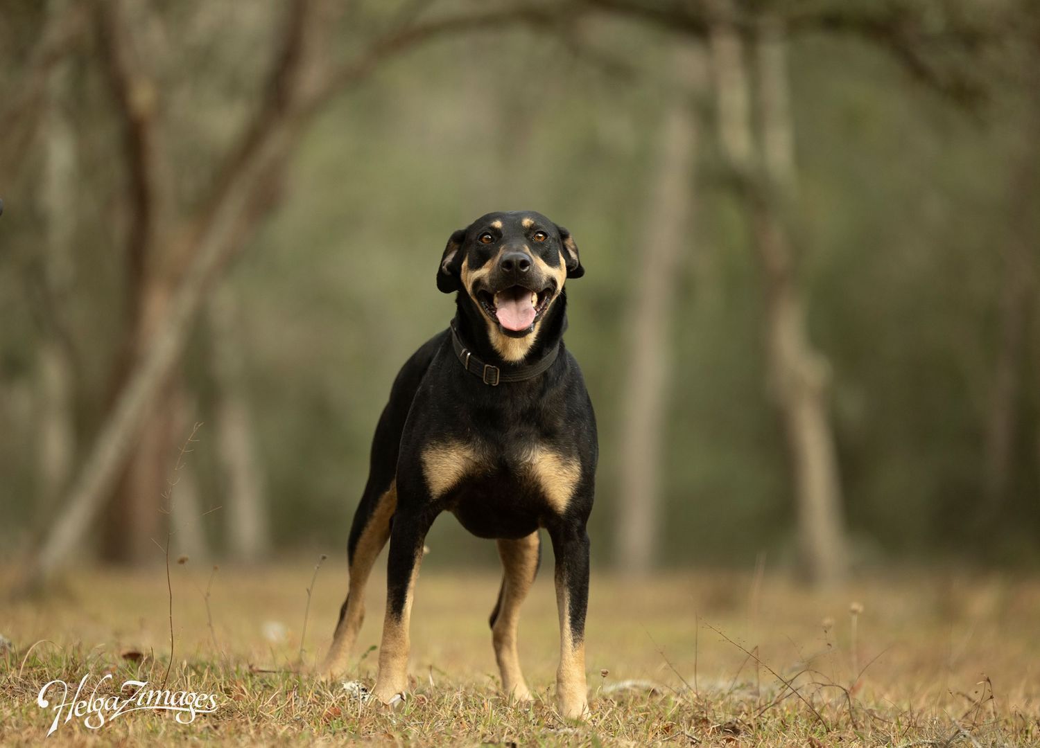 Beautiful Brookie looking for her forever home - still waiting for a rescue application and a loving family