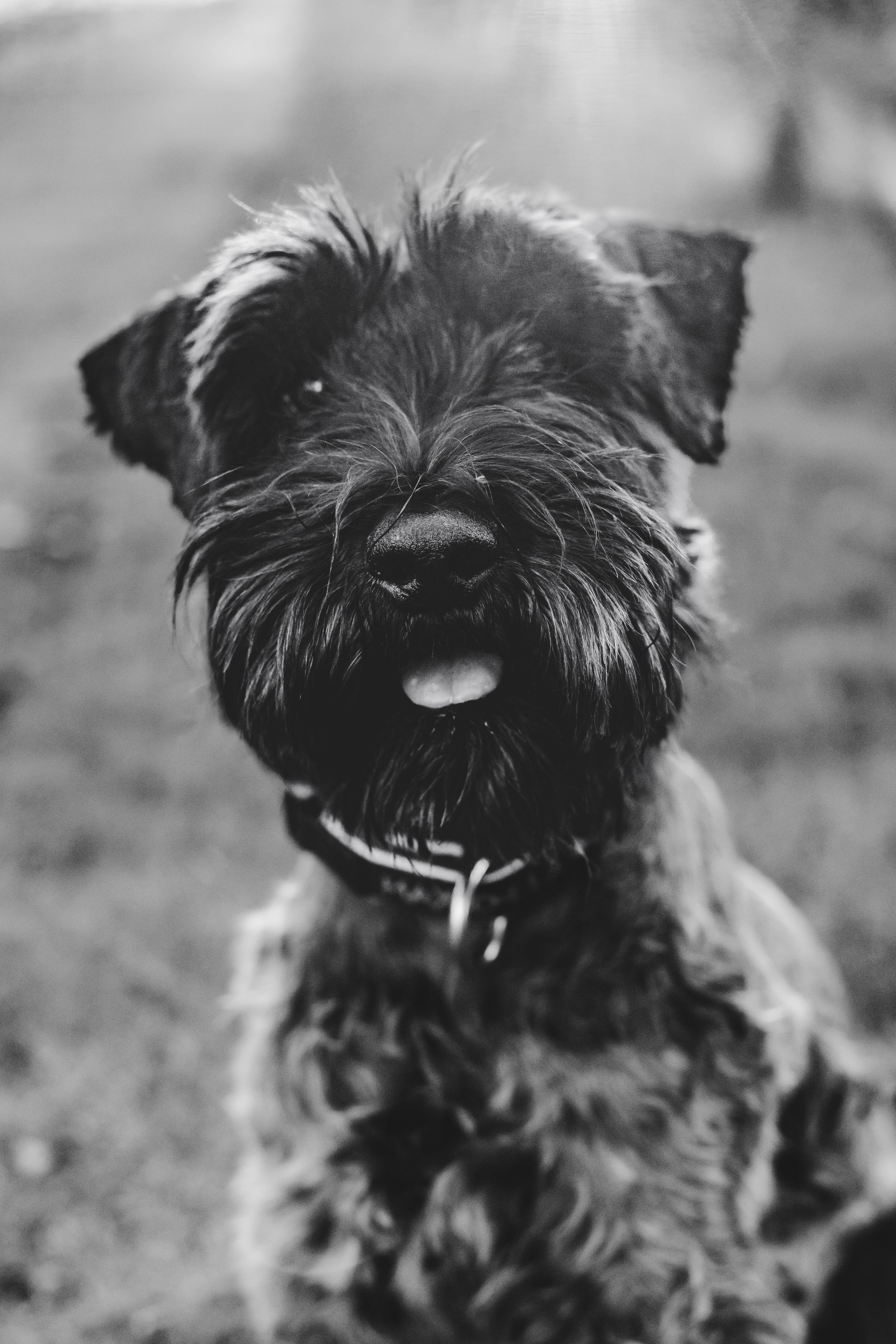 A sequence of black and white photos showing a small scruffy terrier dog with expressive eyes and messy fur.