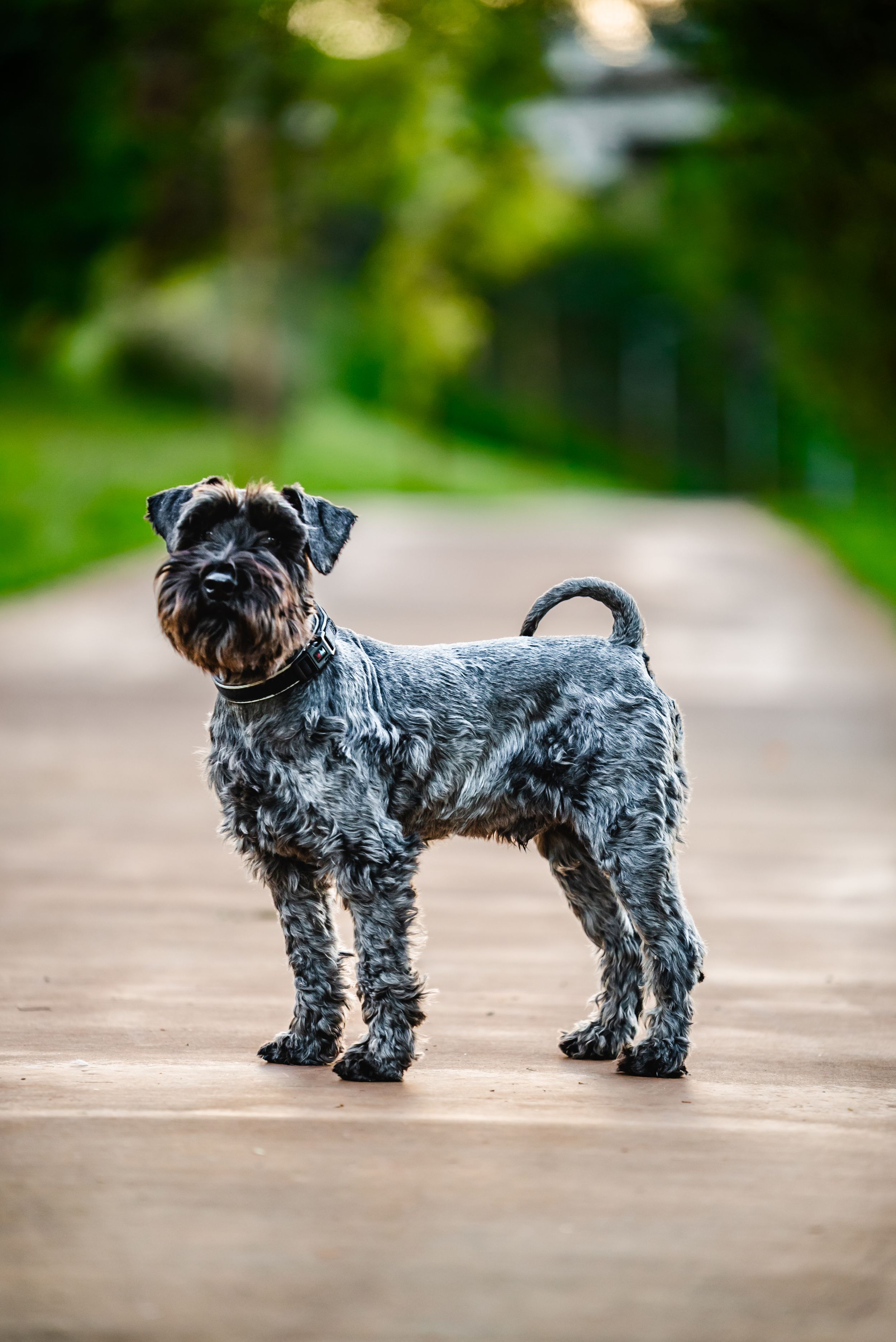 A black and gray Miniature Schnauzer dog stands alert on a path with a blurred green background.