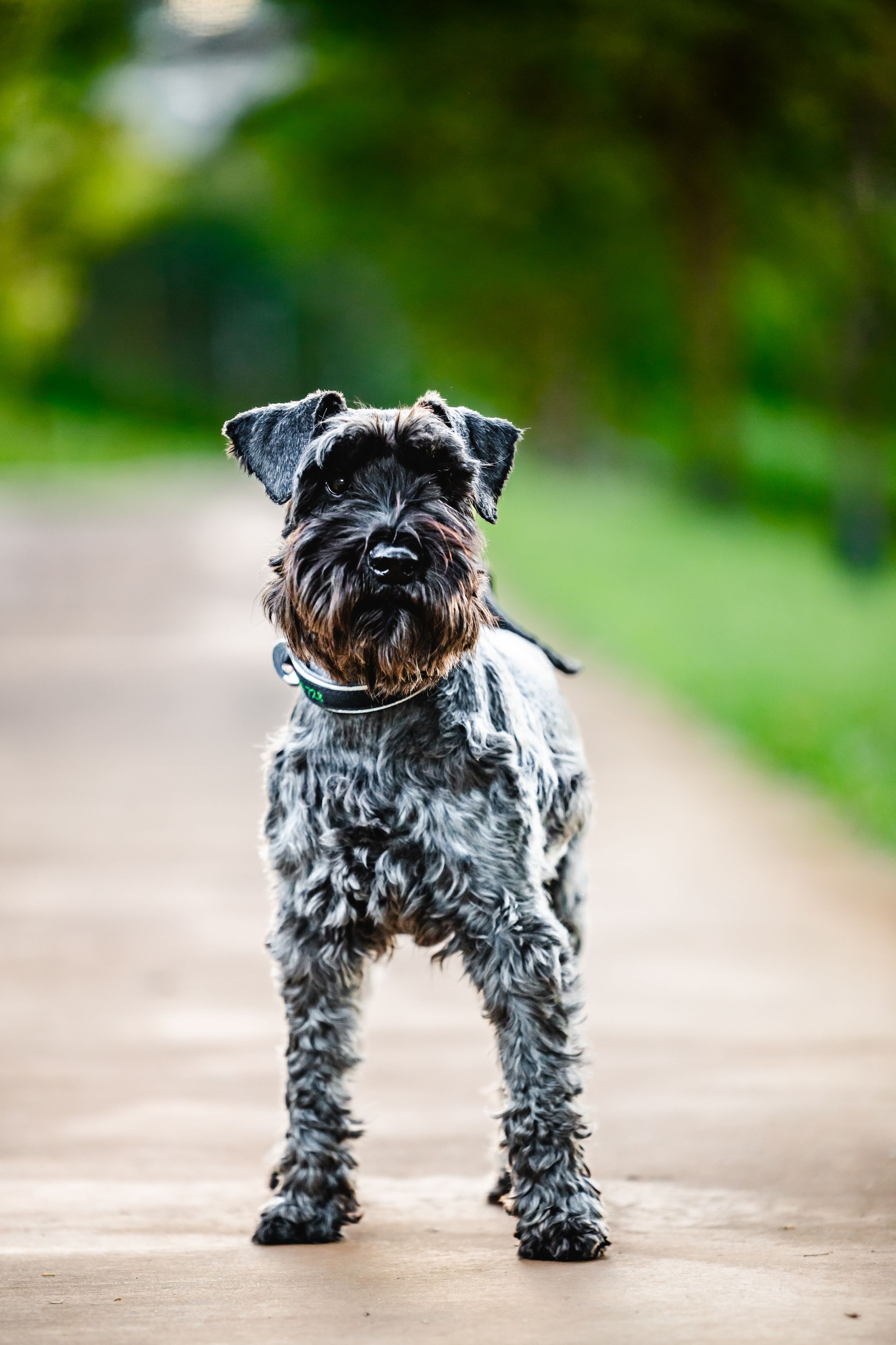 A small gray Schnauzer dog stands on a path with a blurred green background.