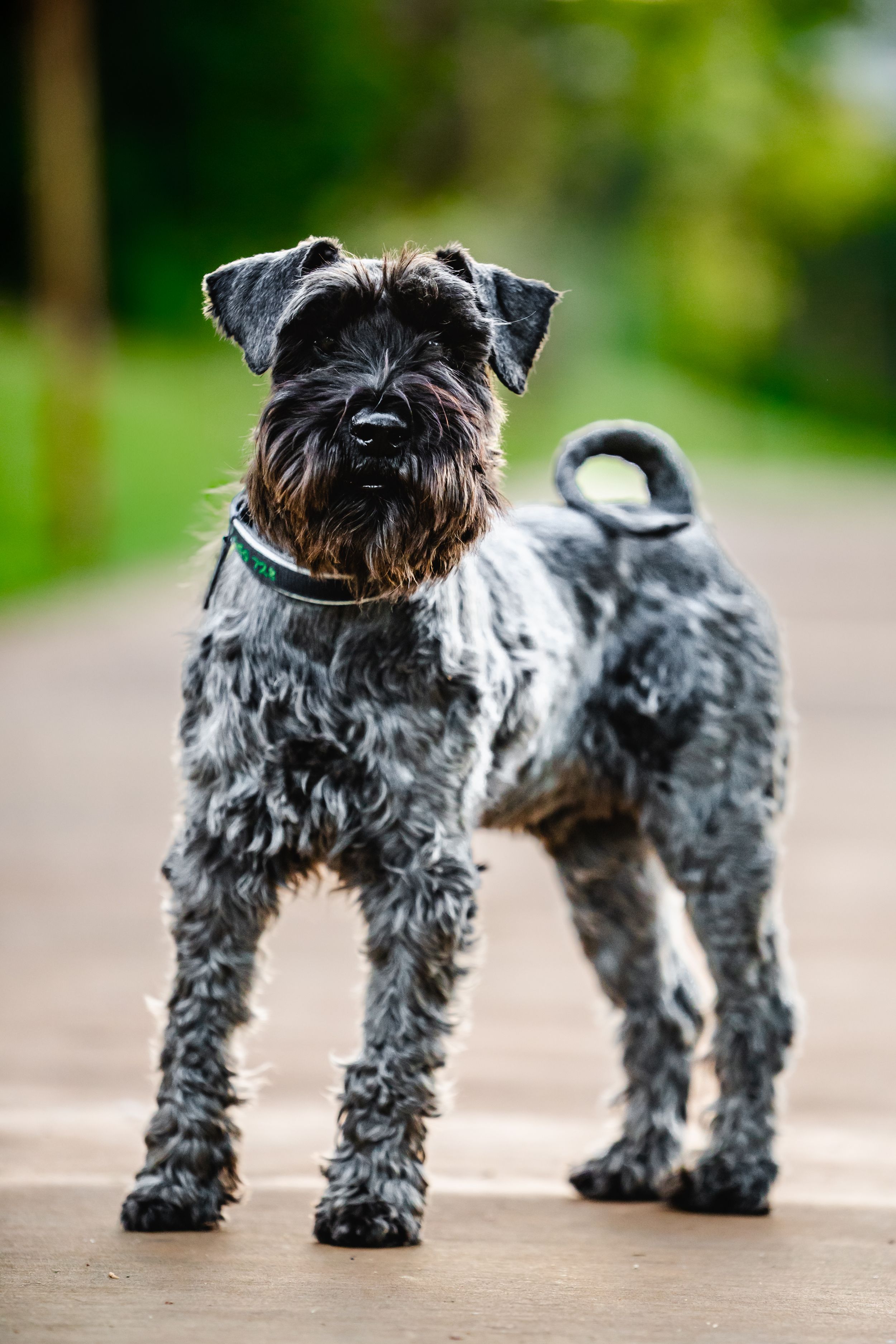 A sequence of five photos showing the rear view of a small gray Schnauzer dog walking on a path.