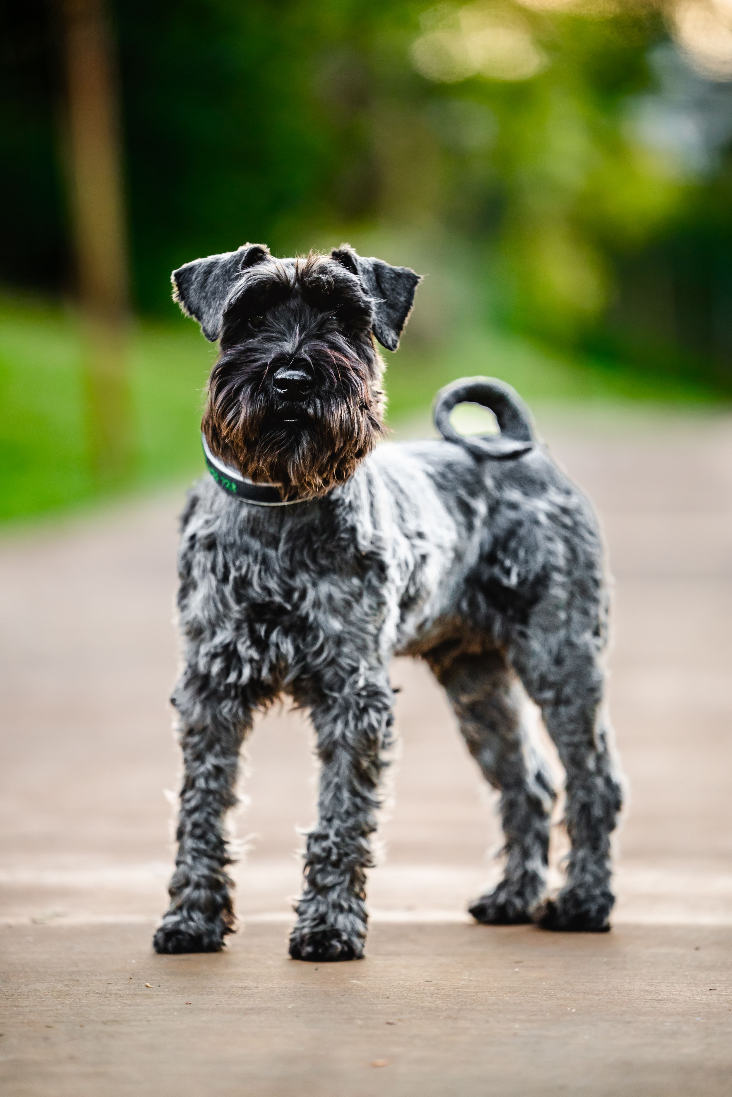 Multiple views of a gray Schnauzer dog standing on a concrete path with bokeh effect.