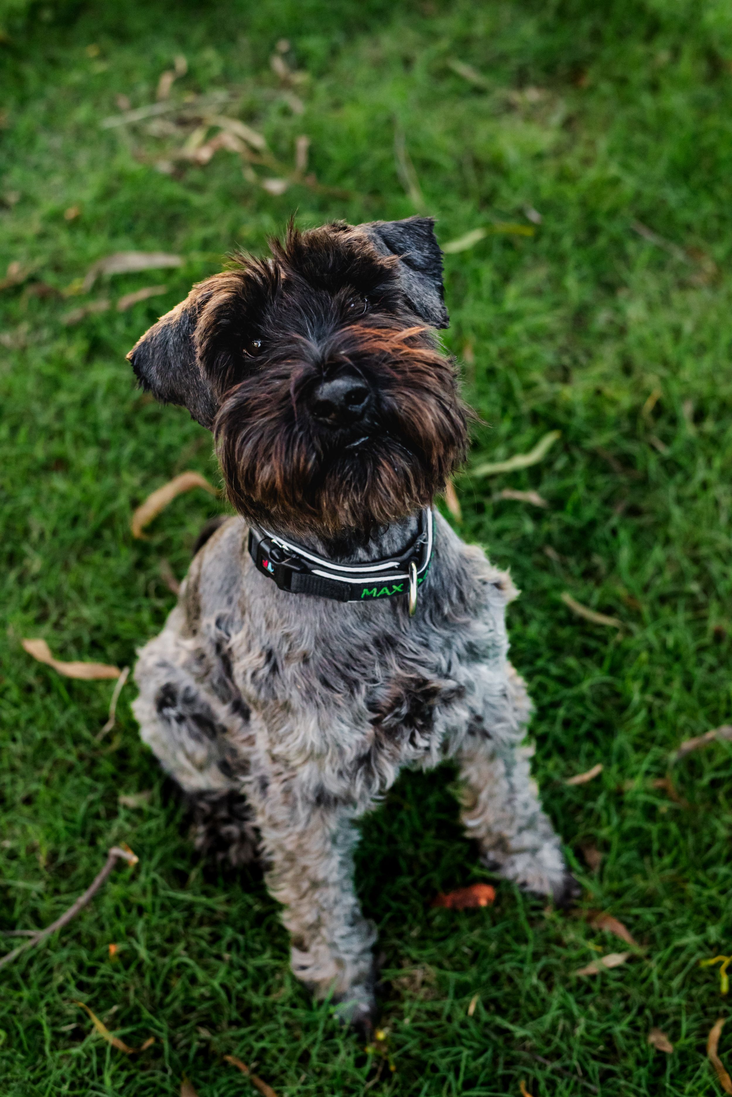 A scruffy gray Schnauzer puppy playing on green grass wearing a collar.