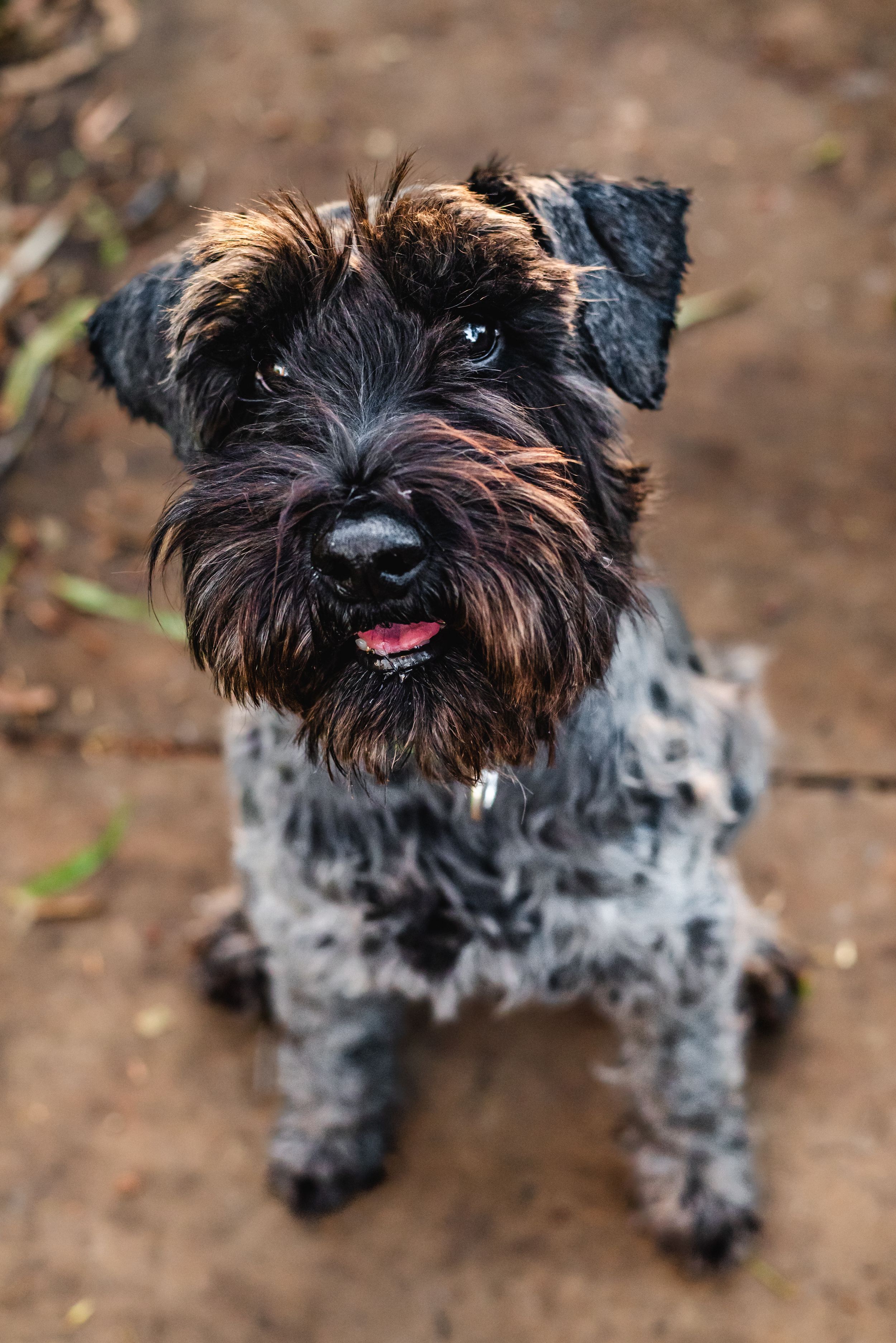 Close-up portrait of a scruffy Miniature Schnauzer with a dark beard and expressive eyes looking at the camera.