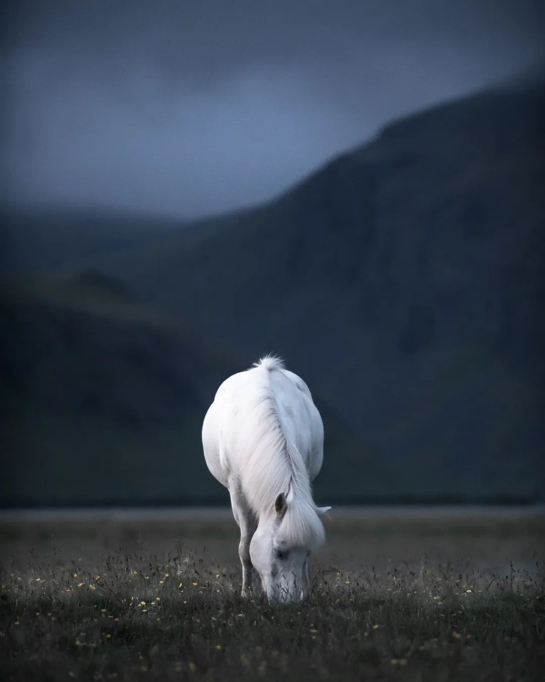 White Icelandic horse eating grass in front of deep blue mountains.