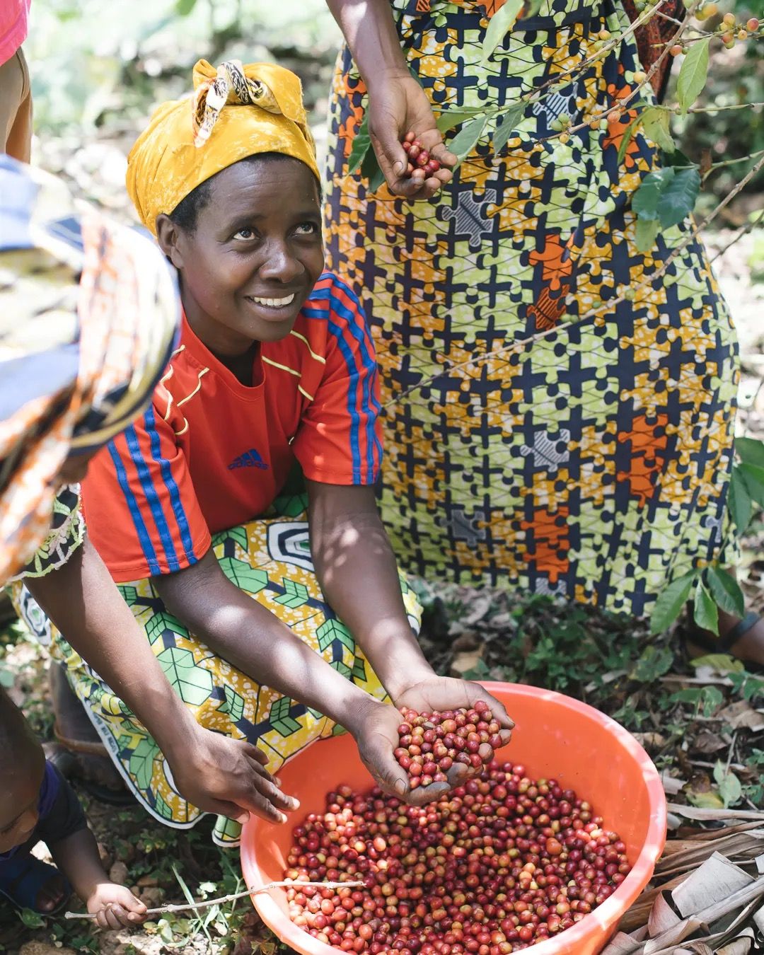 Women sorting freshly picked coffee cherries into a large bowl at a coffee farm.