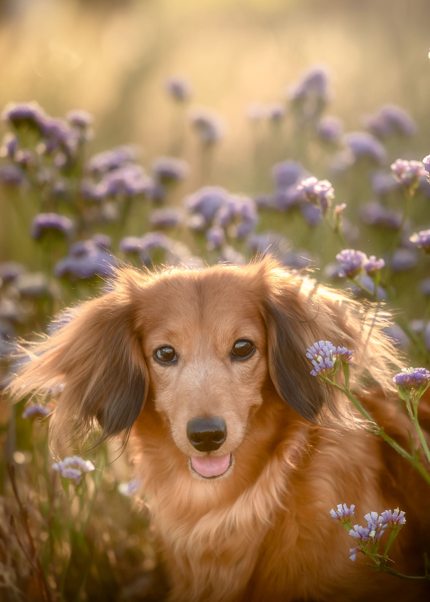 A long-haired dachshund dog peeks through purple wildflowers in a sunny meadow setting.