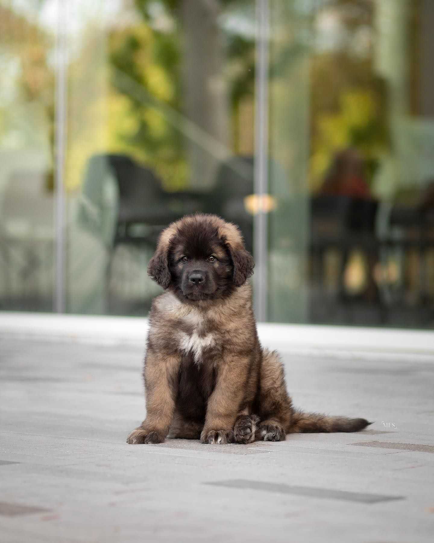 dog-portrait-photoshoot
puppy-photoshoot