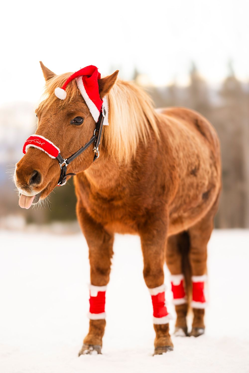 A chestnut horse wearing festive red and white Christmas accessories stands in snowy winter landscape.