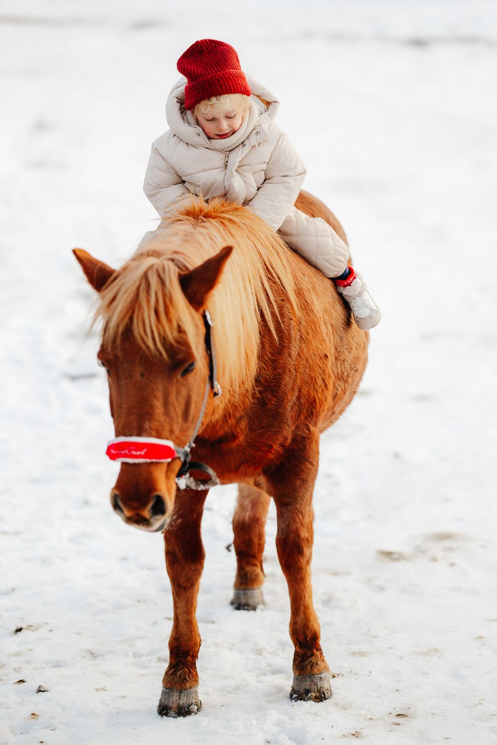 A small brown pony stands in the snow with a rider wearing a red hat and white winter coat.