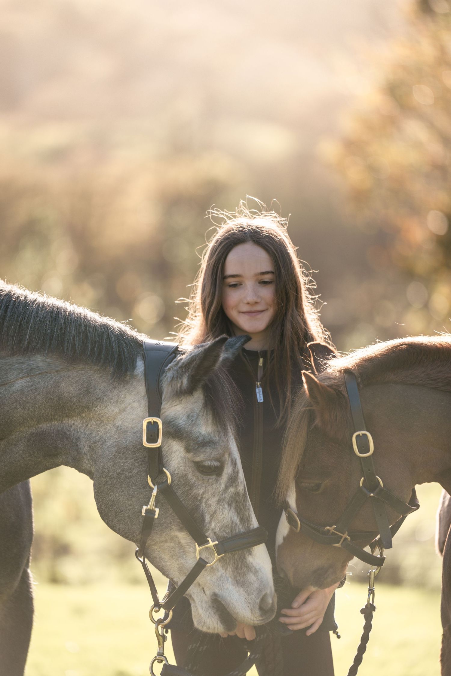 Two dark horses wearing bridles stand together with sunlit backlighting creating a warm glow in an outdoor setting.