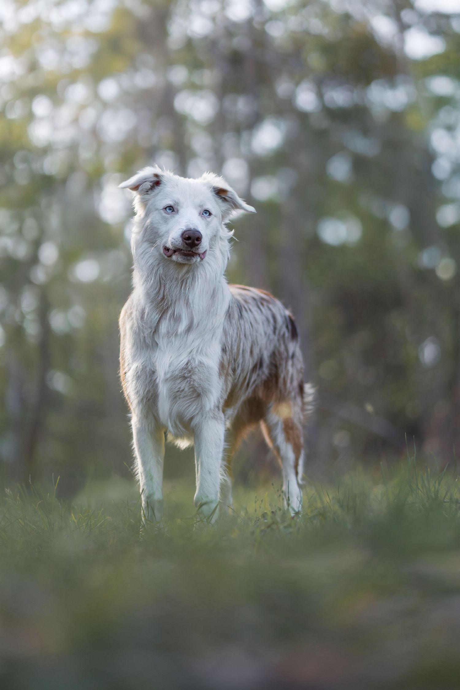 Border Collie standing in soft golden light during an outdoor fine art dog photography session.