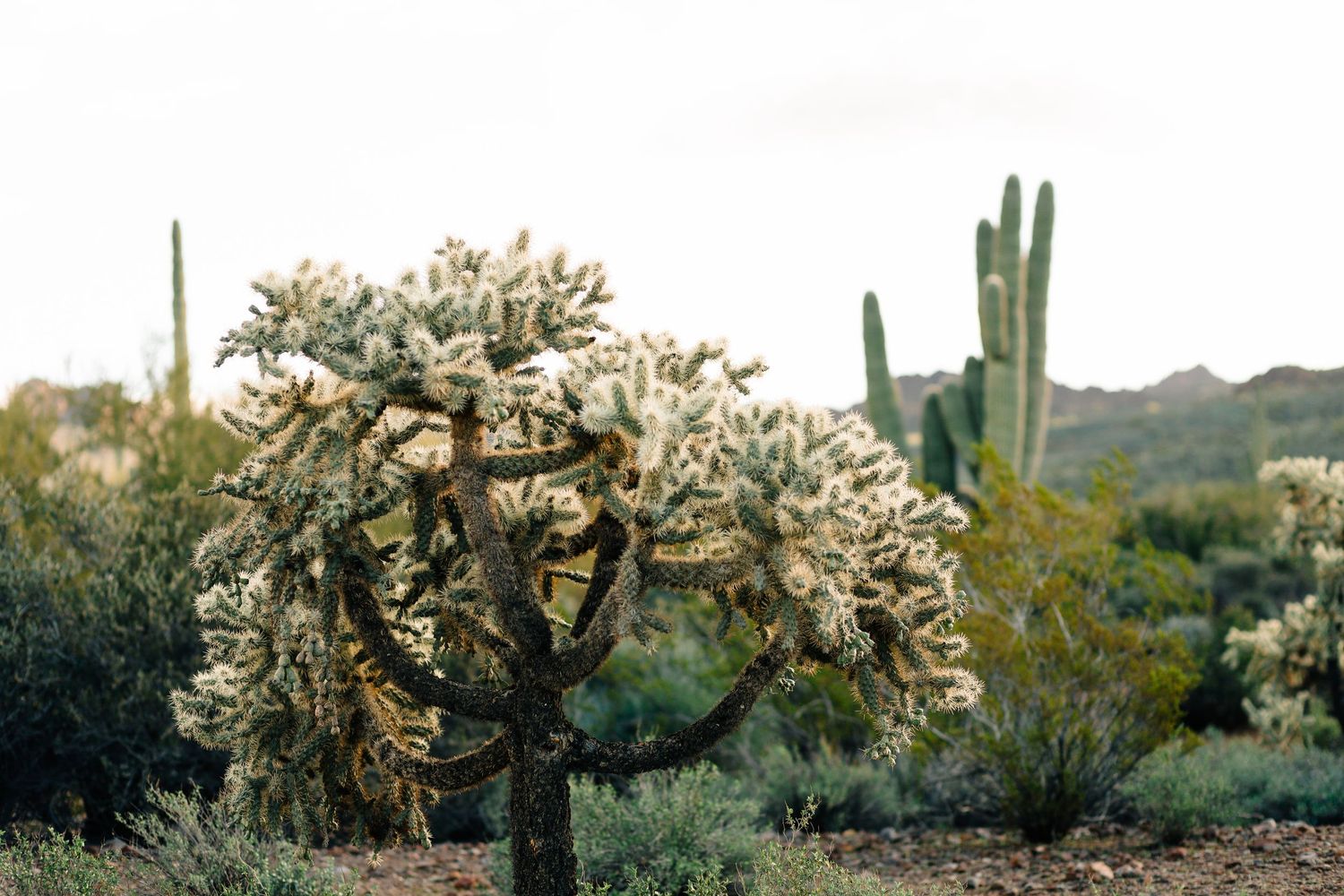 A blooming cholla cactus with white flowers surrounded by saguaros in a desert landscape.