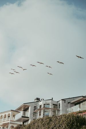 A flock of birds flies in formation over modern coastal buildings against a soft blue cloudy sky.