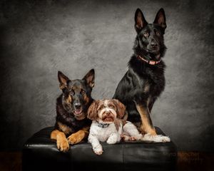 A row of eight dogs of different breeds and sizes sitting and lying down against a dark gray backdrop.