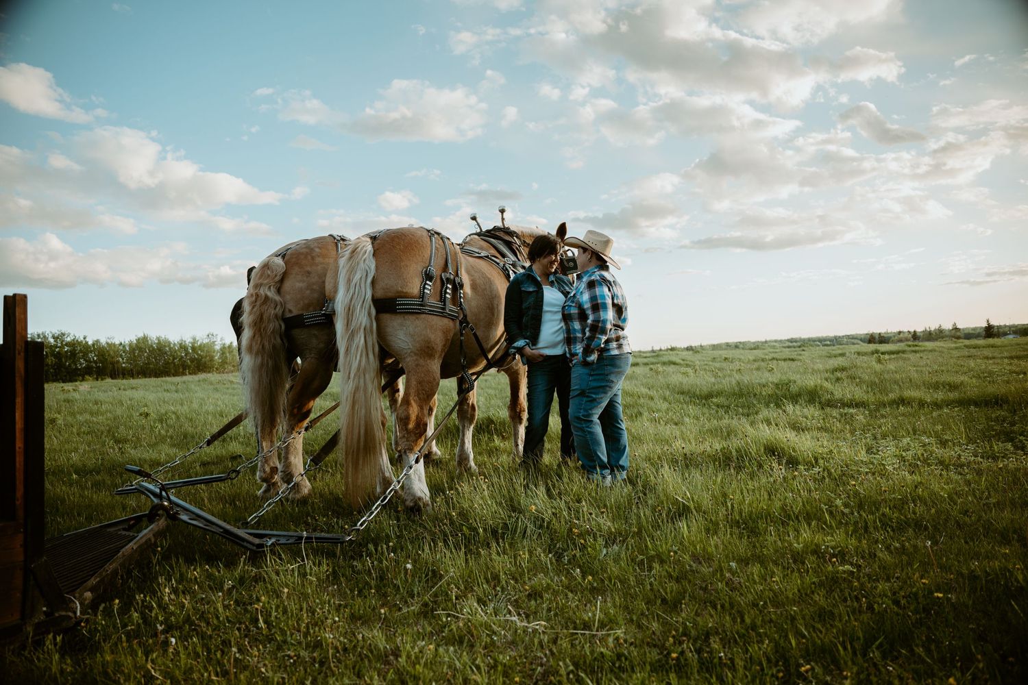 Draft horses hitched to farm equipment in a sunny pasture with handlers.