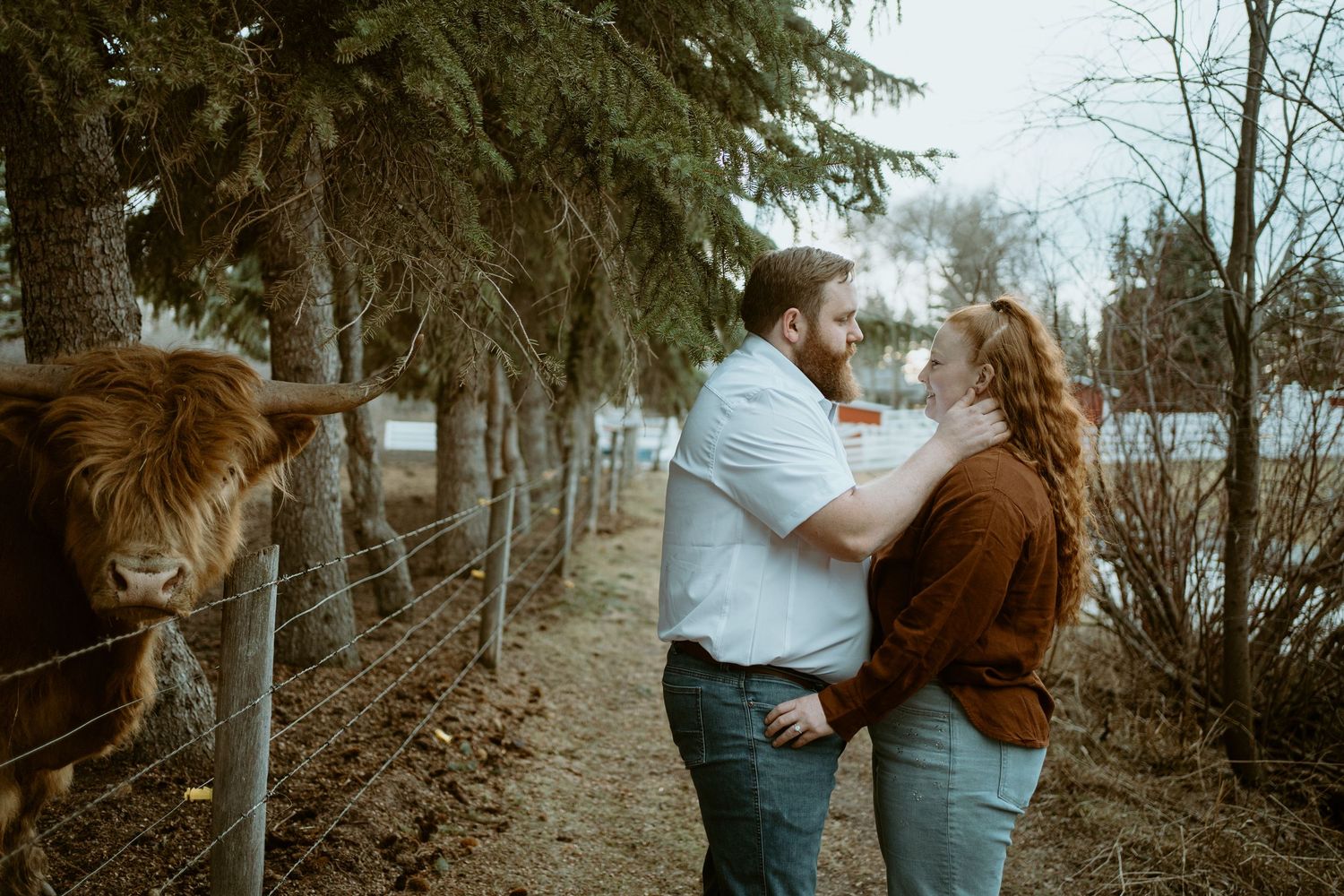 A couple embraces on a wooded path near winter trees with a Highland cow peeking into the frame.