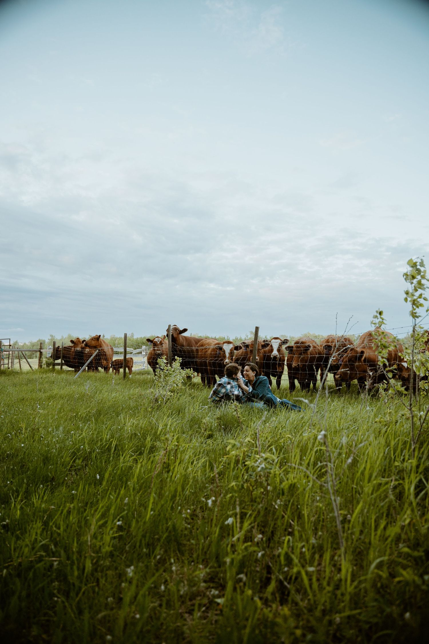 A pastoral scene with cattle grazing in a green field on a cloudy day.