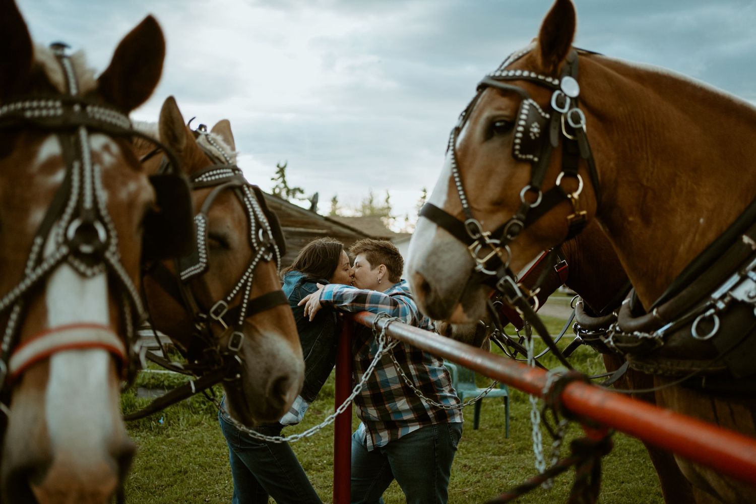 Close-up view of two draft horses in harnesses at a rural event.