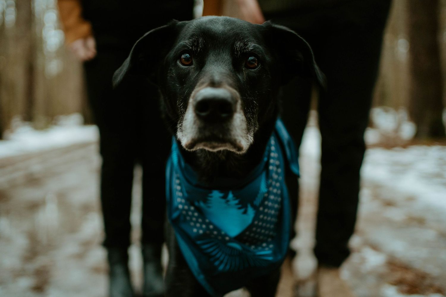 A black dog wearing a blue bandana looks directly at the camera in a winter forest setting.