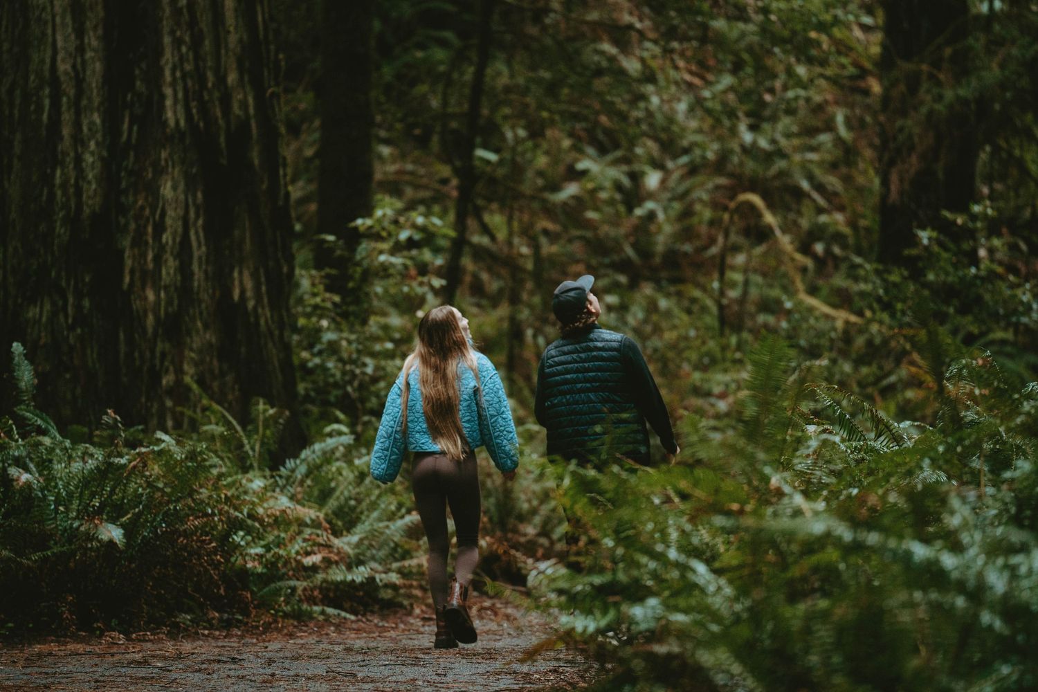 Two hikers walk along a lush forest trail surrounded by ferns and towering trees in misty conditions.