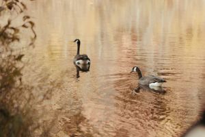 Two Canadian geese swimming peacefully in golden-lit water at sunset.