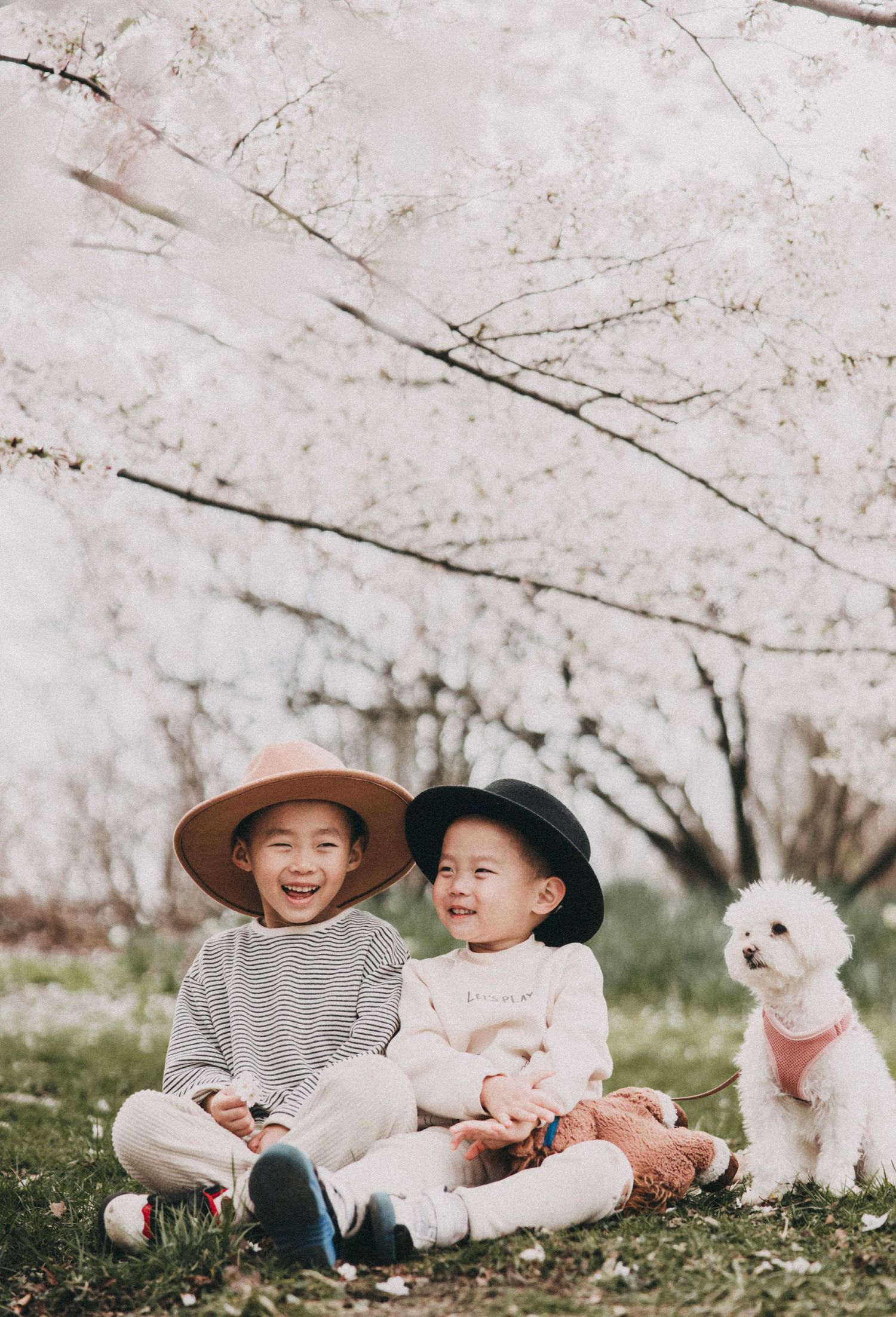 Two people in hats sit with a white dog under blooming cherry blossom trees.