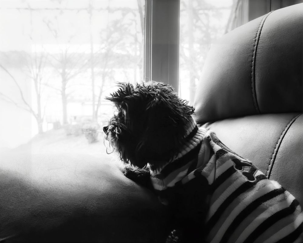 Fort Mill Pet Photographer