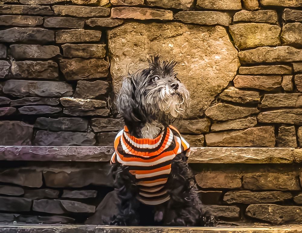 Best Fort Mill Pet Photographer. Dog