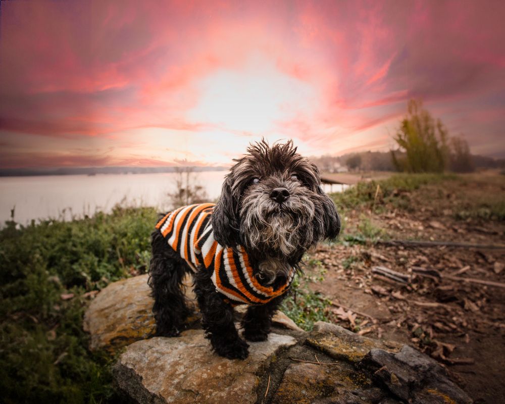 Best Fort Mill Pet Photographer. Lake Wylie, South Carolina. Dog