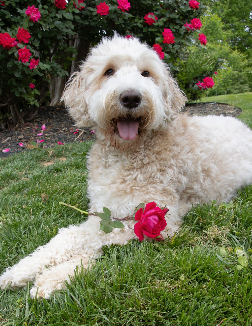 dog in Fort Mill, South carolina