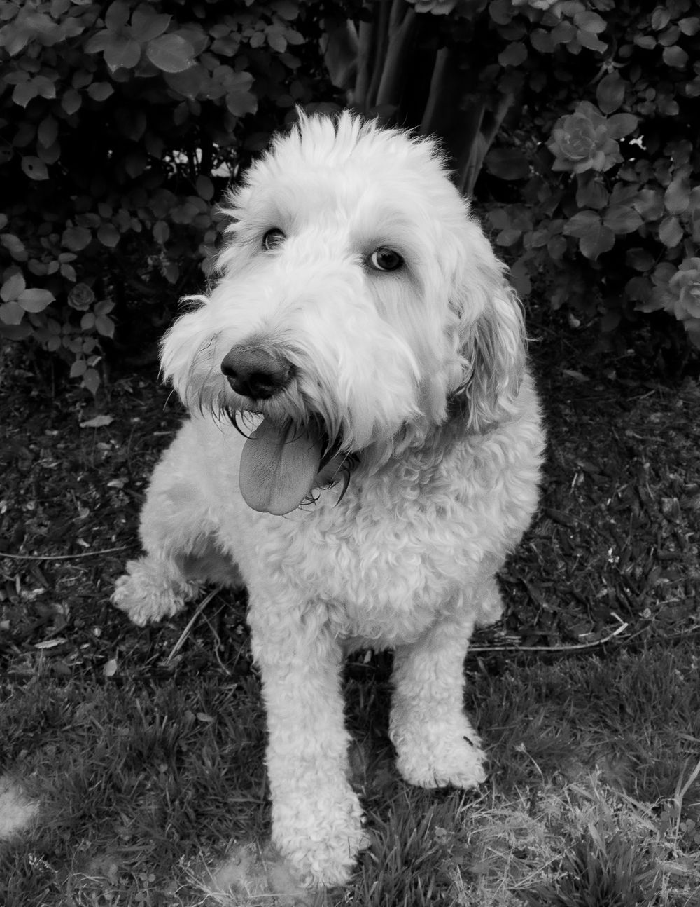 dog black and white portrait in Fort mill, south carolina
