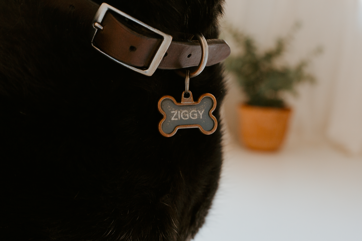 Black dogs collar with nametag showing with plant in the background.
