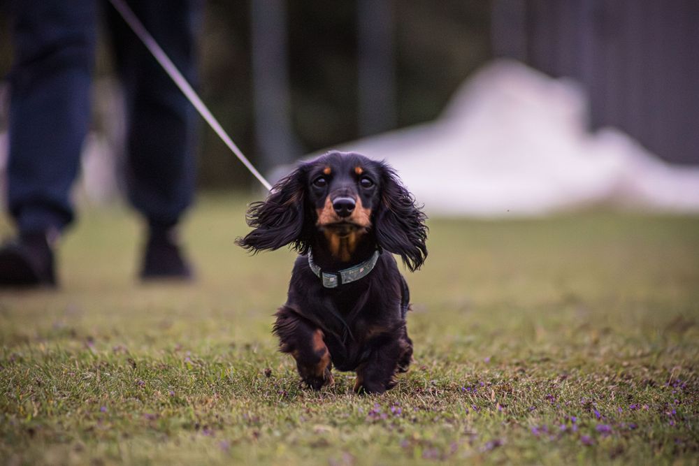 Photo of a cute little dog at the cricket club