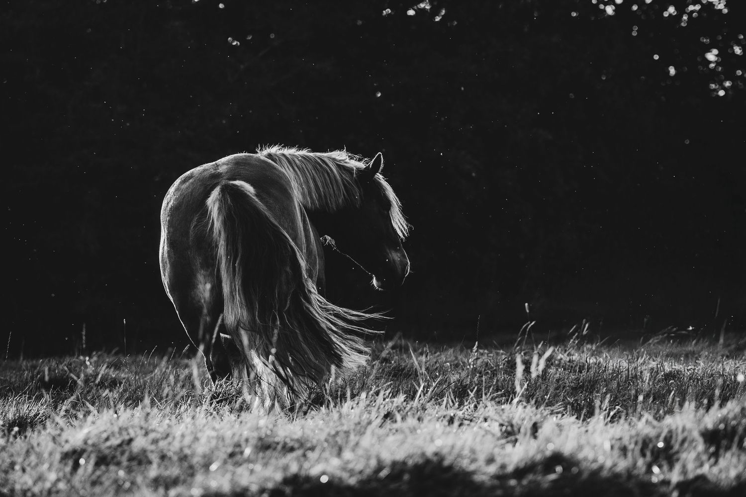 Black and white silhouette of a horse walking away in backlit sunlight through tall grass in dramatic lighting.