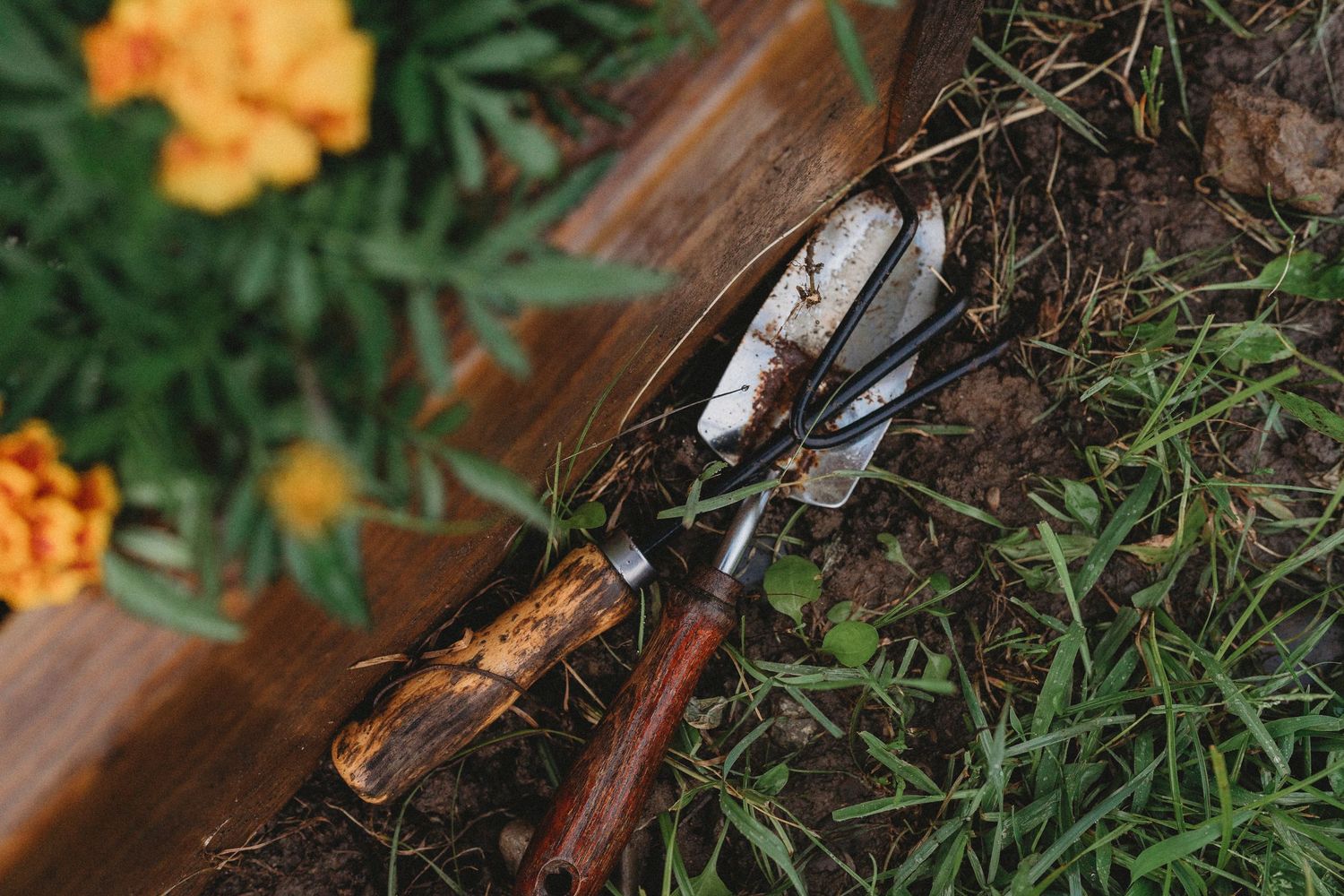 Orange marigold flowers and garden pruning shears nestled among dark green foliage.