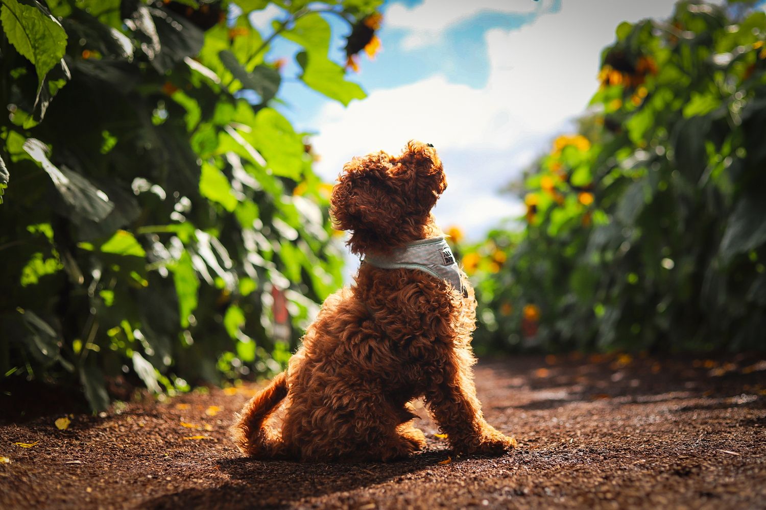 Precious Paws Pictures Pet Photography - Photo of Cavoodle puppy dog sitting in a field of sunflowers