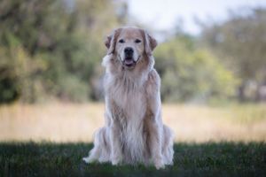 Heartwarming image of Golden Retriever enjoying his time in the fresh grass, illuminated by the warm glow of morning sunlight.