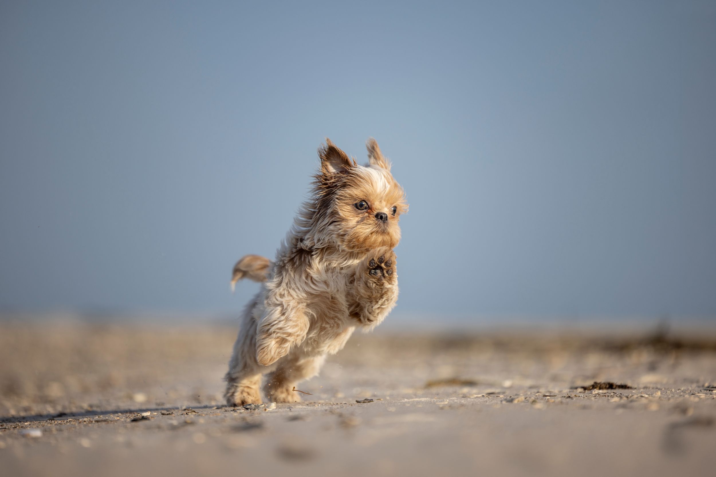 A tiny puppy named Enzo running across a sun-drenched beach on a bright Sunday morning.