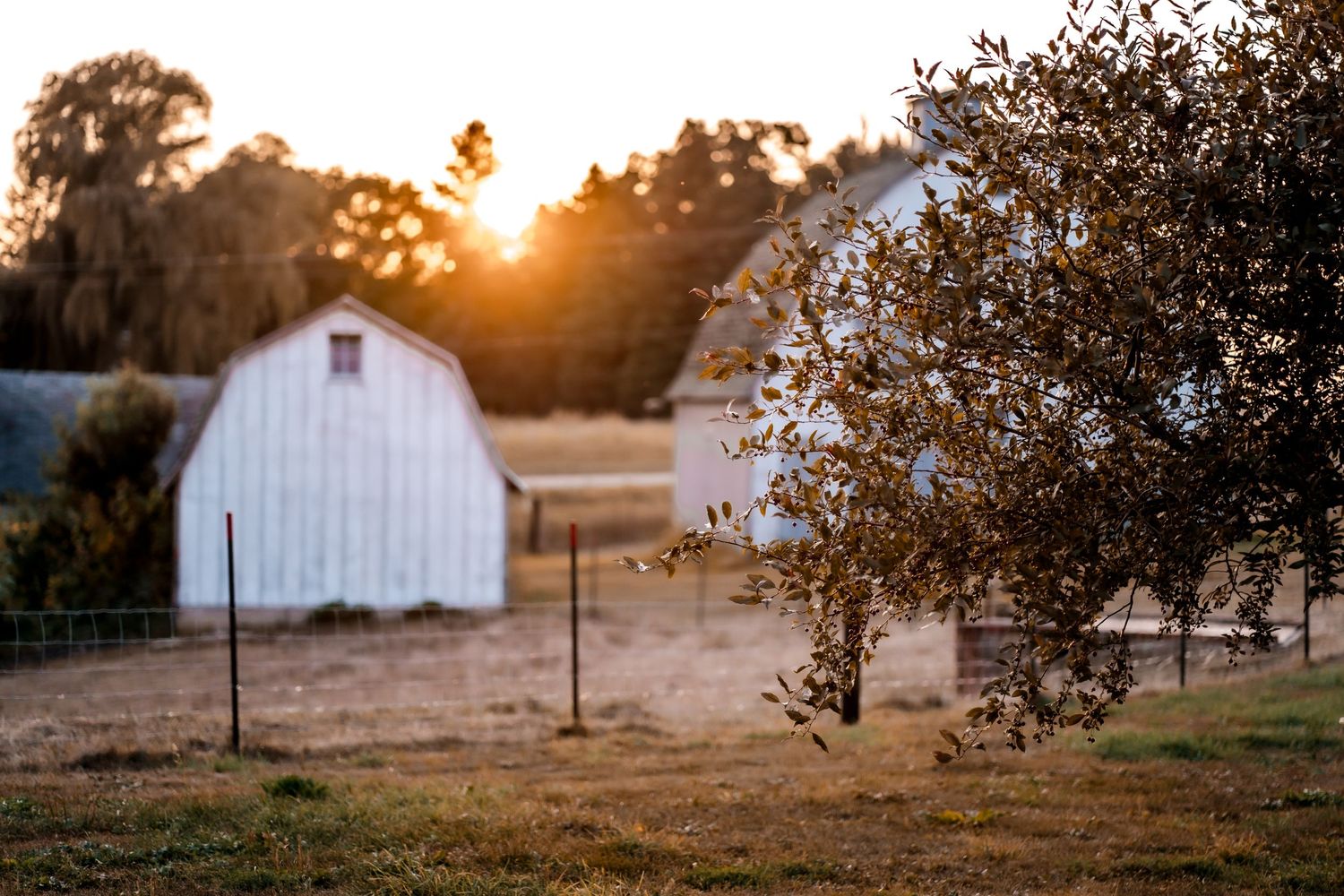 Golden sunset illuminates rural landscape with white barn in distance.