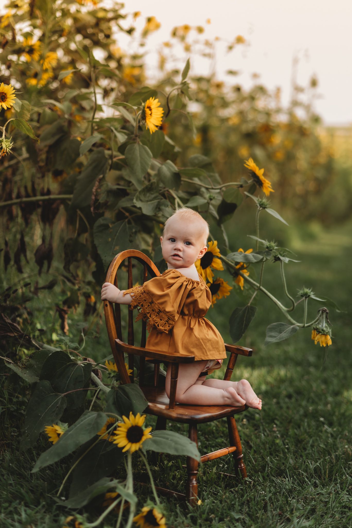 toddler in a sunflower patch, kneeling on a chair