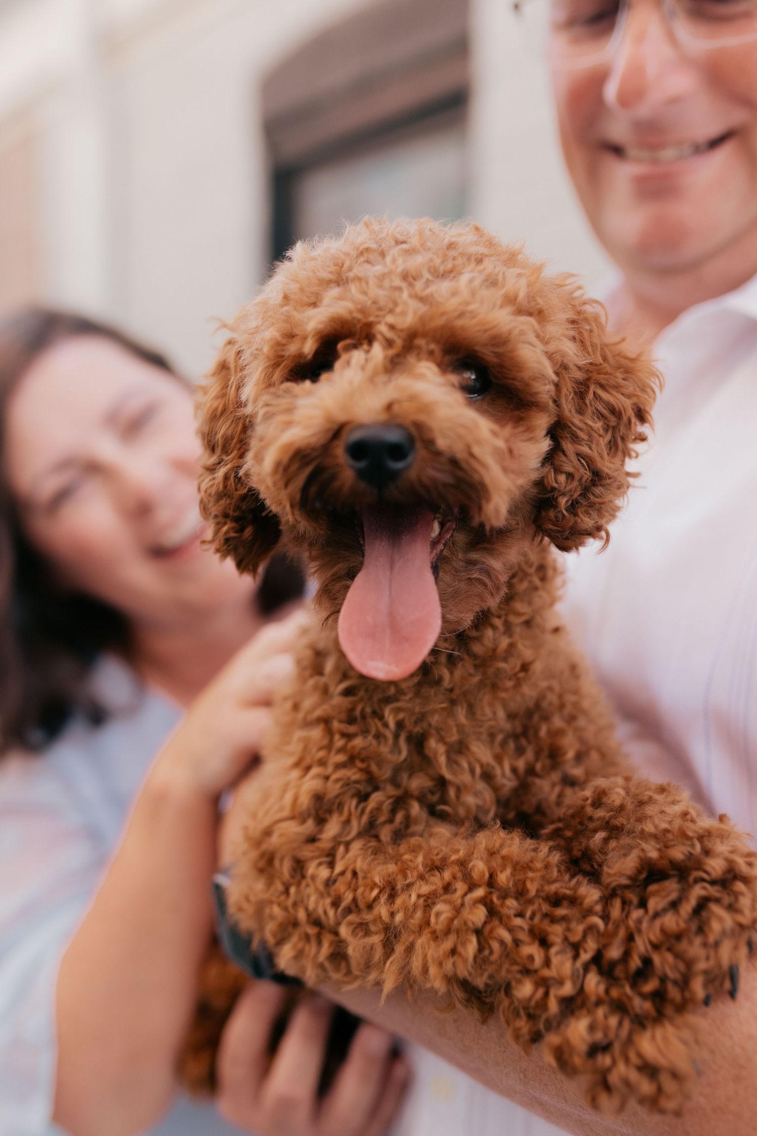 A happy brown toy poodle with curly fur shows its tongue in a series of five connected photos.