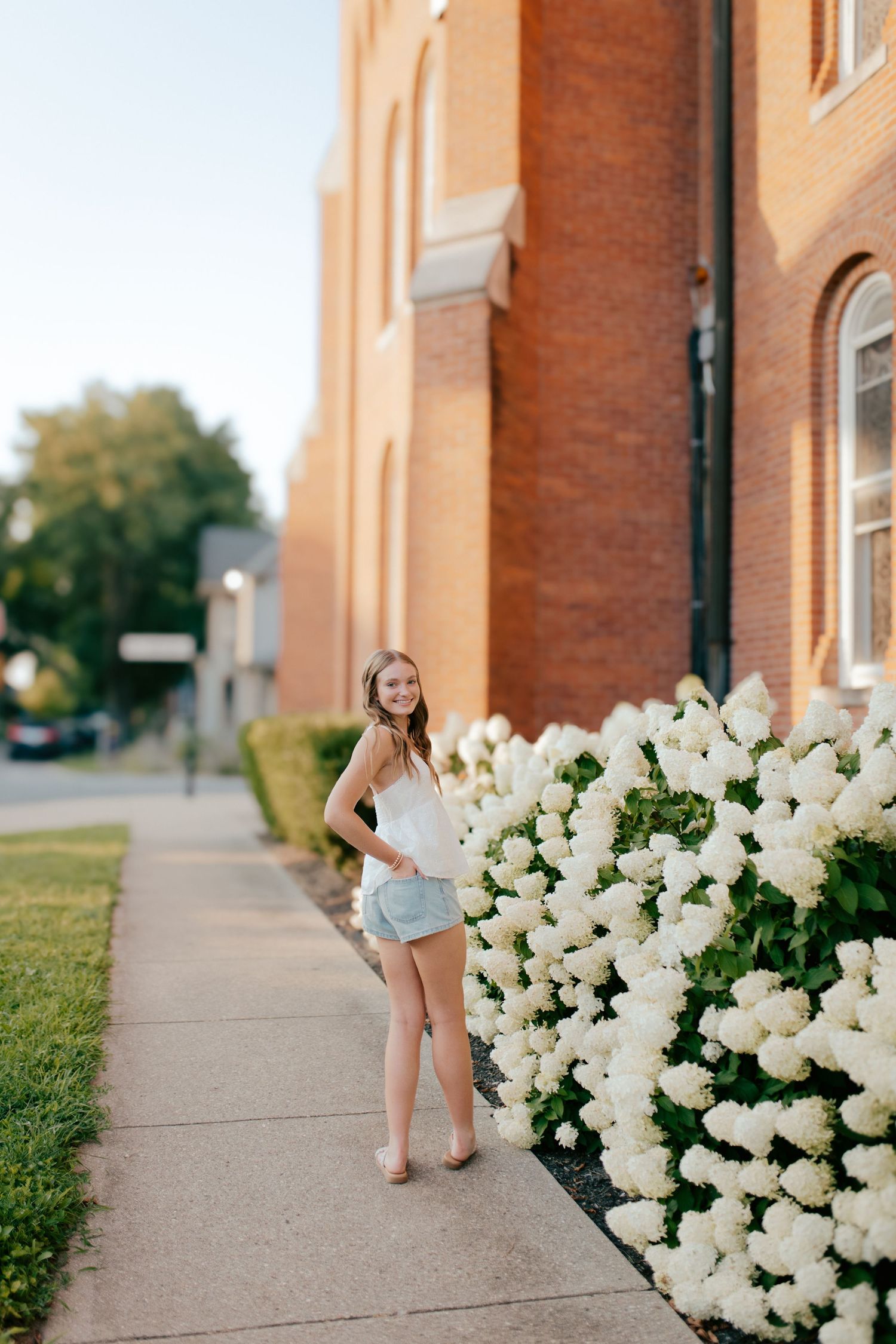 Summer scene with white hydrangea bushes blooming along a brick church building and concrete sidewalk.