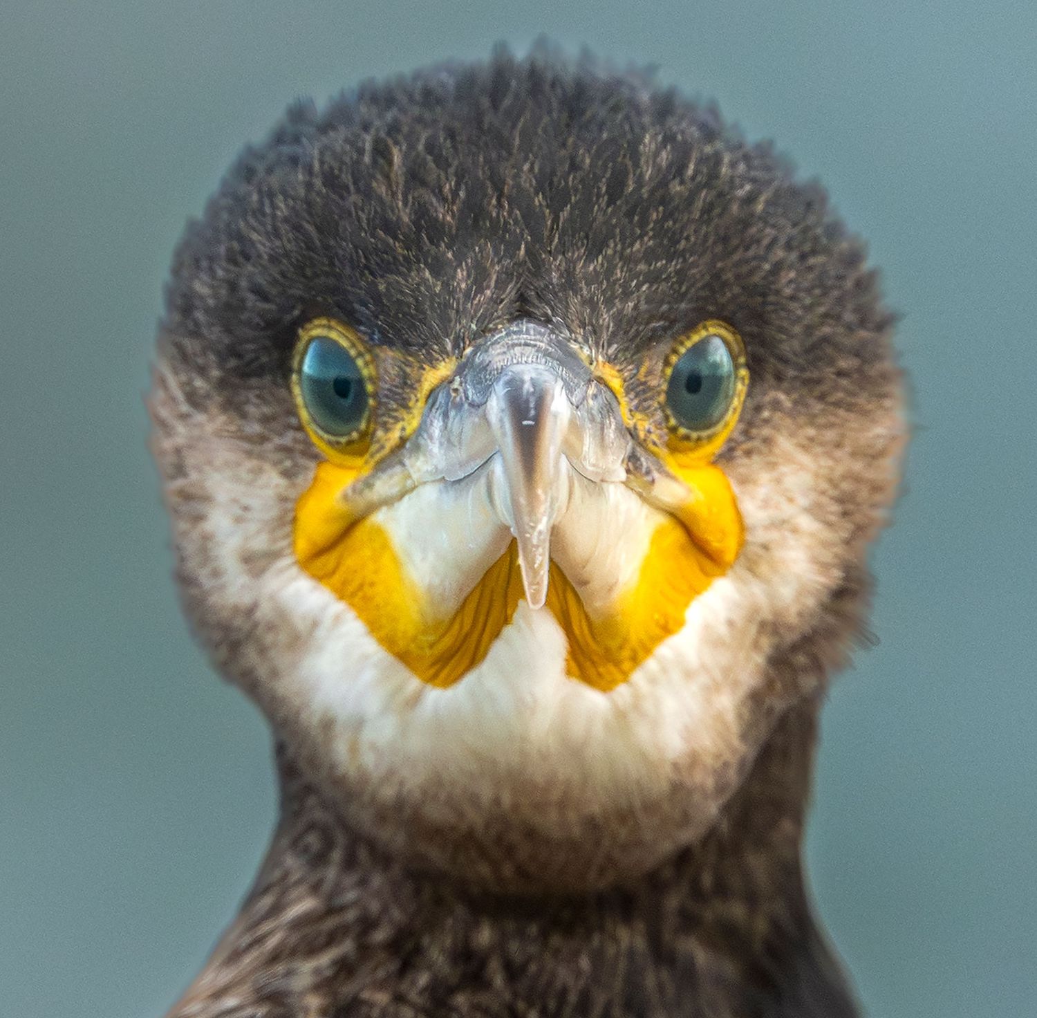 Close-up sequence of a cormorant's face showing distinctive yellow markings and dark feathers against a blue background.