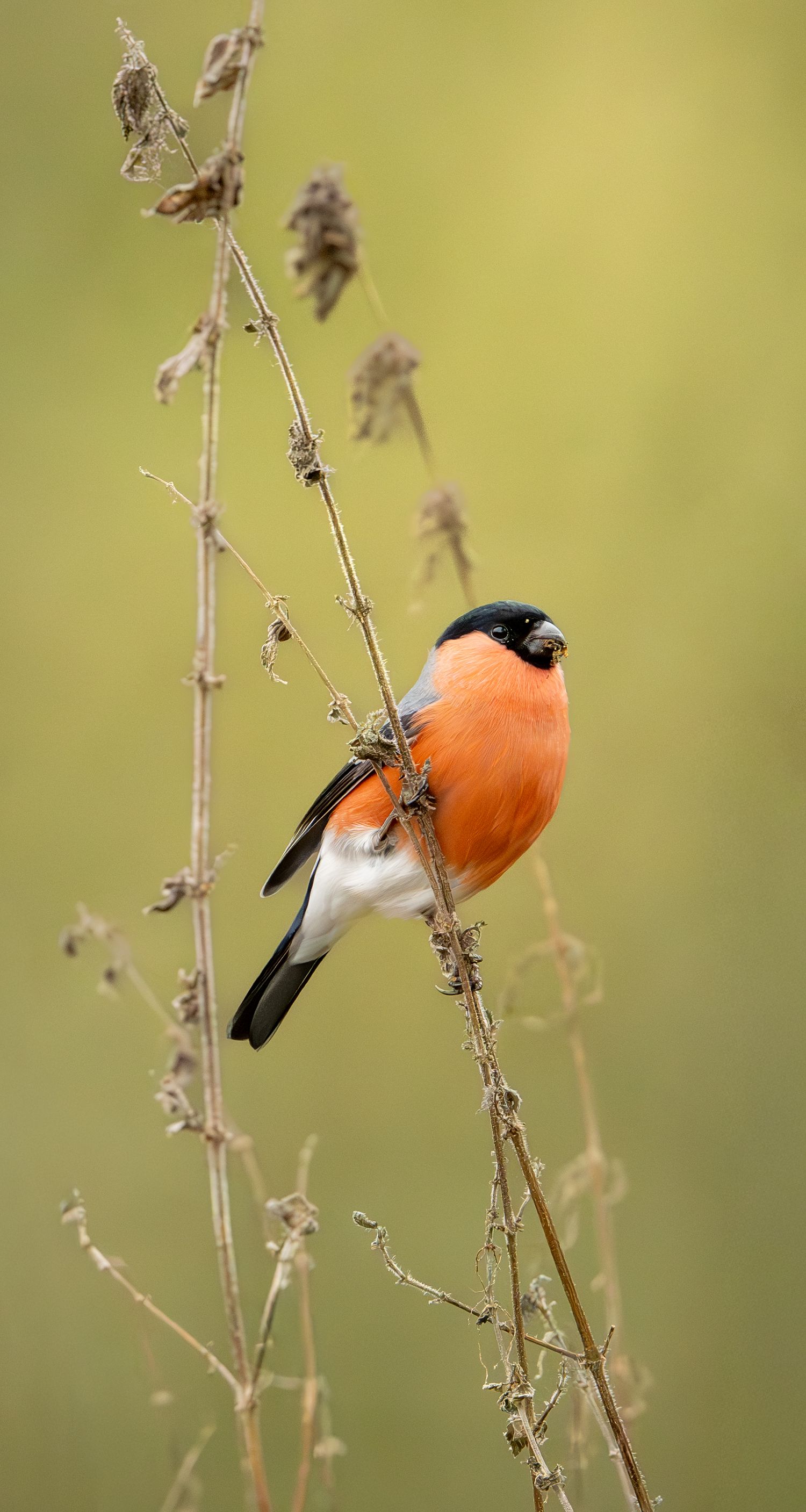 Autumn photo of Eurasian bullfinch male. Dompap han