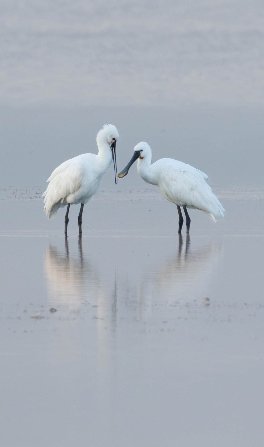 Two white spoonbill birds standing face to face on shallow water, their reflections visible on the calm surface.