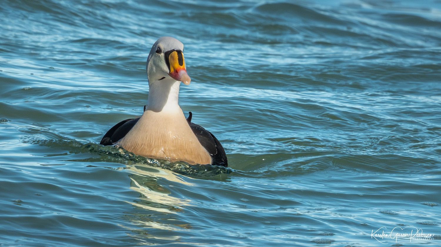 A King Eider duck with vibrant orange bill swimming gracefully in blue rippling ocean water.