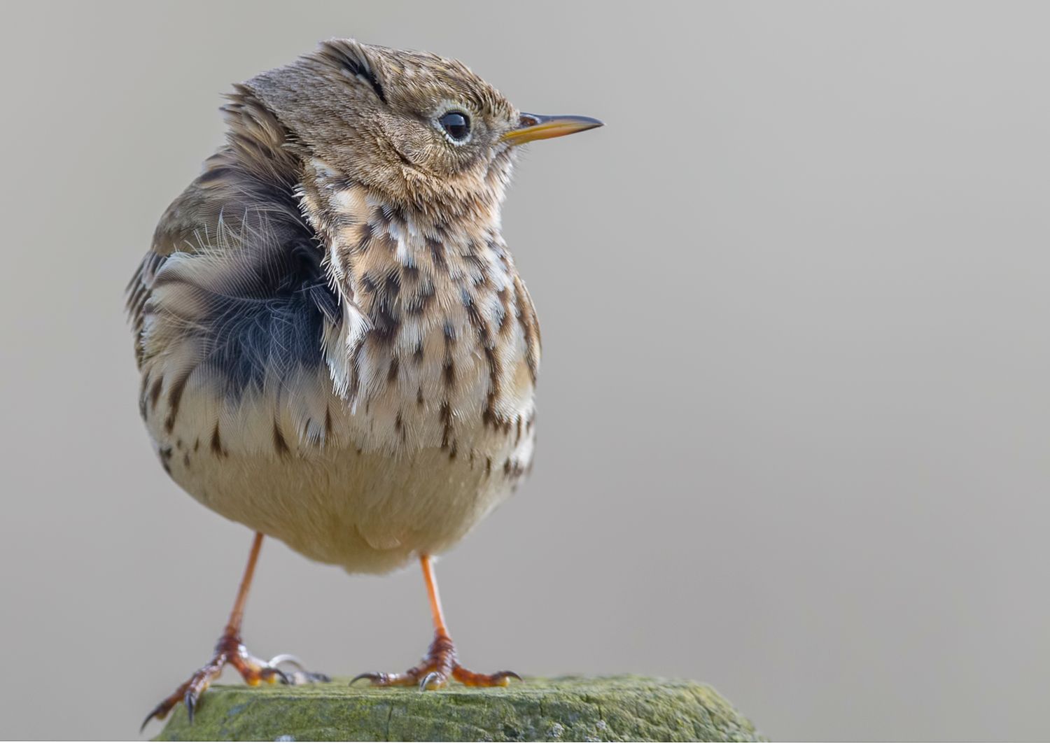 The Meadow Pipit with brown feathers and distinctive markings perches on a mossy surface against a gray background.