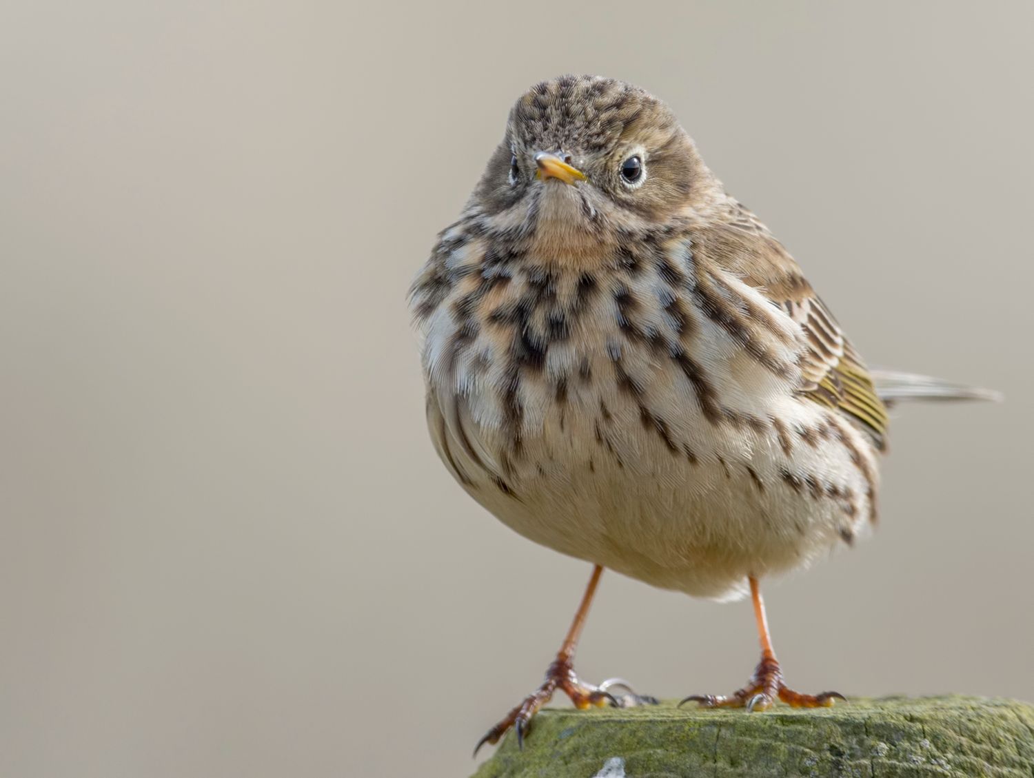 The Meadow Pipit (Anthus pratensis) is a small passerine bird, which is to be found much of the Palearctic